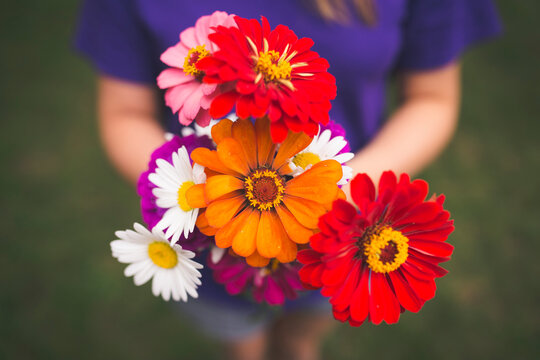 High angle view of teenage girl holding zinnia and daisy while standing on field