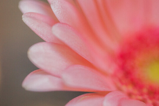 Close-up of gerbera flower