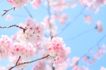 桜と青空