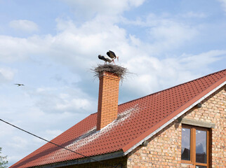 Two storks in a nest on the chimney of a village house. A stork in a nest on the chimney of a house.