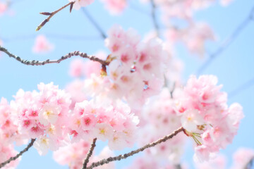 桜と青空
