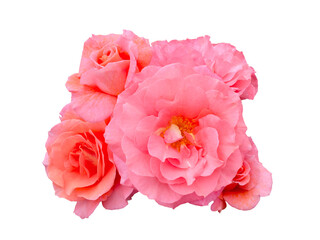 Bright pink roses isolated on white background. Detail for creating a collage