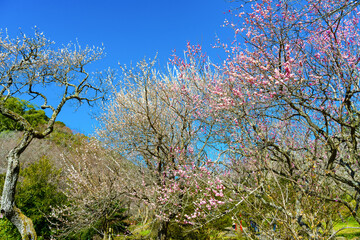 静岡県熱海市　熱海梅園