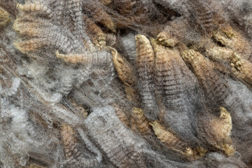 High quality merino wool