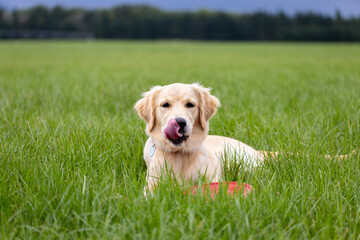 Golden retriever puppy