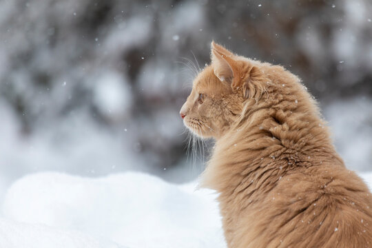 Maine Coon Katze im Schnee