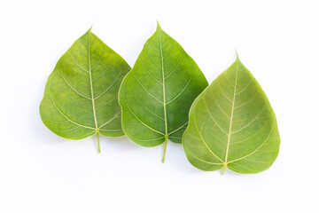 Green bodhi leaf on a white background.