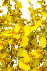 Many yellow oncidium orchid
flowering, Floral background
- 580548784