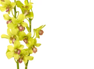 Schilderijen op glas Two yellow branch orchid flowers on a white background © Mee Ting