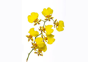 Close-up yellow branch orchid flowers on a white background