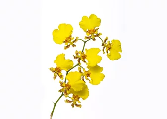 Keuken foto achterwand Close-up yellow branch orchid flowers on a white background © Mee Ting
