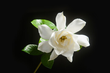 white gardenia with leaf on black background - 580548916