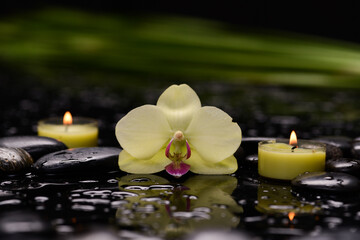 spa concept of white orchid with black zen stones and candle, leaves on a wet background