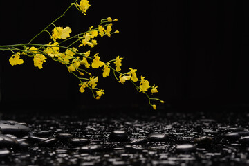 spa concept of branch orchid with black zen stones on a wet background - 580548979