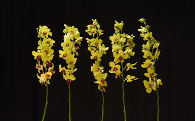 Close-up set of five yellow branch orchid flowers on a black background.