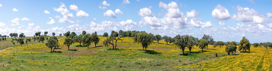 landscape near Ourique at the coast aerea of Algarve in Portugal with olive trees, colorful fields...