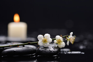 Spa still life of zen stones ,candle with drops and blooming twig of plum ,cherry with petals   - 580549527