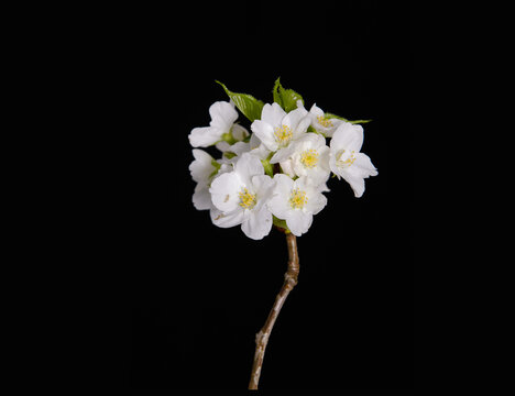 White sakura flower cherry blossom isolated on black background 