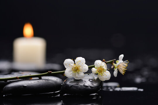 Spa still life of zen stones ,candle with drops and blooming twig of plum ,cherry with petals  