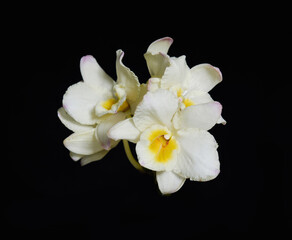A closeup white orchid on a black background - 580549704