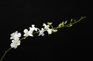 White orchids flowers on black background, close up. A bloom white orchid - 580549716