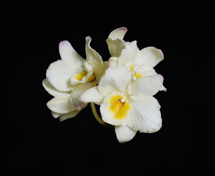 A closeup white orchid on a black background