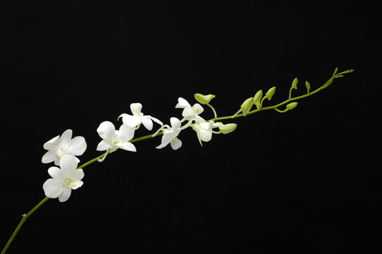 White orchids flowers on black background, close up. A bloom white orchid