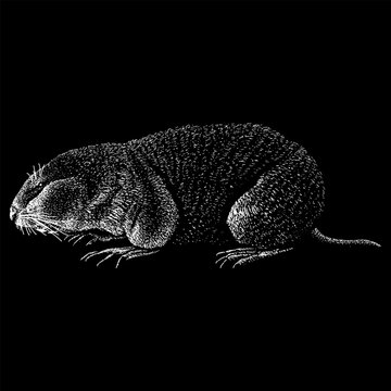 Zokor hand drawing vector isolated on black background.