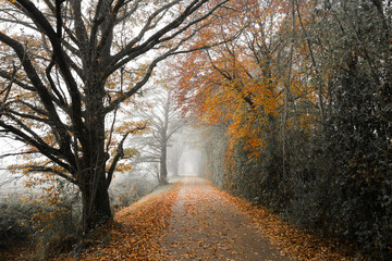 Lonely path in autumn on a foggy day.
