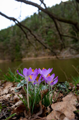 Fototapeta premium Violet spring crocuses (Crocus vernus). Early spring.