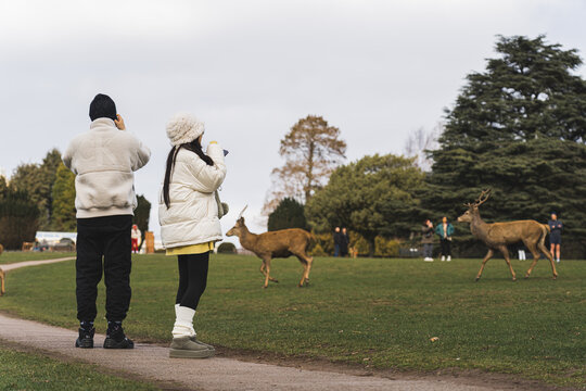 people visiting Wollaton Hall garden and watching deers there, Nottingham, UK. High quality photo