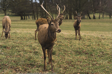 full shot of deer enjoying and resting in Wollaton Hall, Nottingham. High quality photo