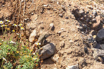 Eidechse am Weg zum Playa de Benijo