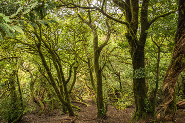 Fototapeta na wymiar Wald nahe Mirador Cruz Del Carmen