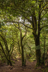 Wald nahe Mirador Cruz Del Carmen