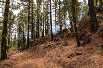 Waldweg nahe Vilaflor