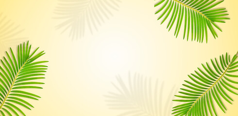 Fototapeta na wymiar summer background of palm leaves with copy space on yellow background. Cycas leaf (Cycadaceae)