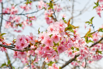 京都 淀水路の河津桜　Kawazu cherry blossoms in Yodo Suido, Kyoto