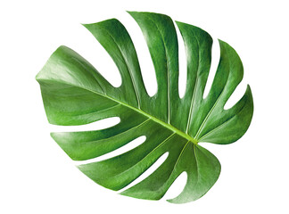 one monstera leaf on isolated white background