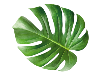 one monstera leaf on isolated white background