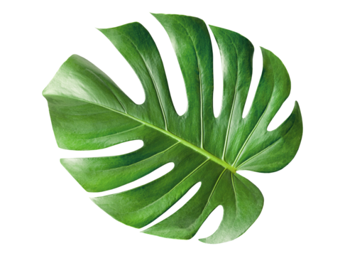 one monstera leaf on isolated white background