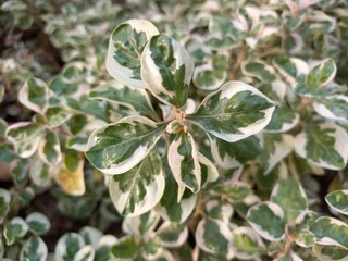 close up of a plant