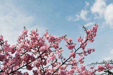 京都 淀水路の河津桜