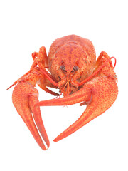 Bolied crayfish isolated 