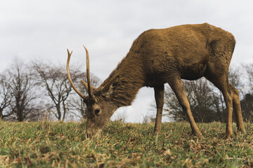 Naklejka premium full shot of a deer eating the grass in Wollaton Hall. High quality photo