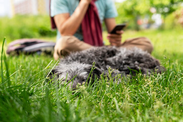 sleeping mixed breed dog bedlington terrier or bedlington whippet gray fluffy senior dog resting...