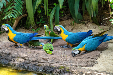 The Blue-and-yellow Macaw in Parque das aves Foz do Iguacu Brazil. Ara ararauna is a large South...
