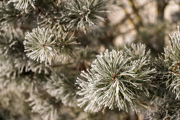 Pine fir with frost