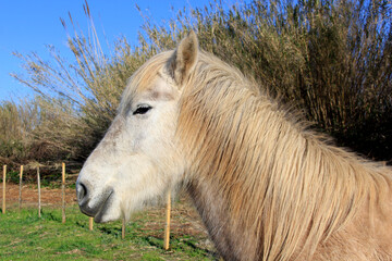 profil d u jeune cheval © helenedevun