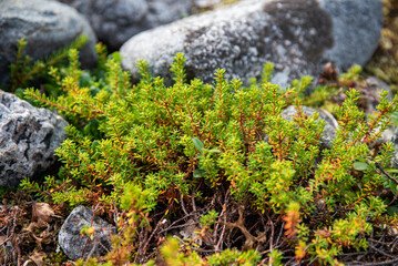 Green shrub empetrum on a large stone in summer on the Kola peninsula in the tundra. Murmansk Region, Russia
